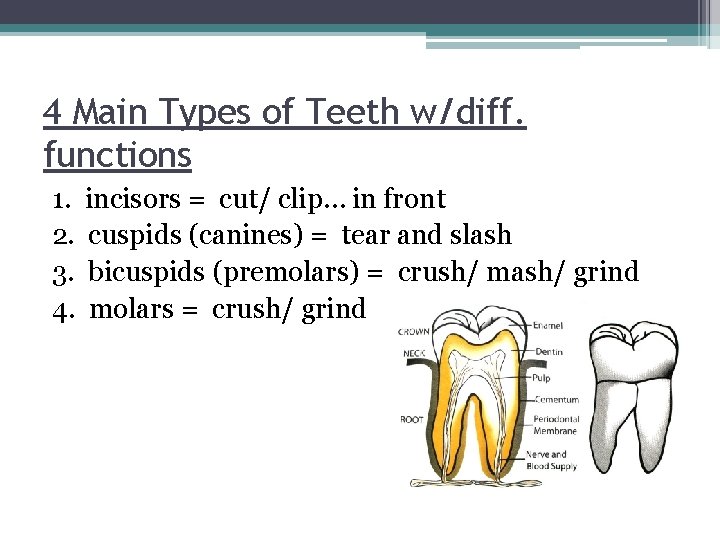 4 Main Types of Teeth w/diff. functions 1. incisors = cut/ clip… in front