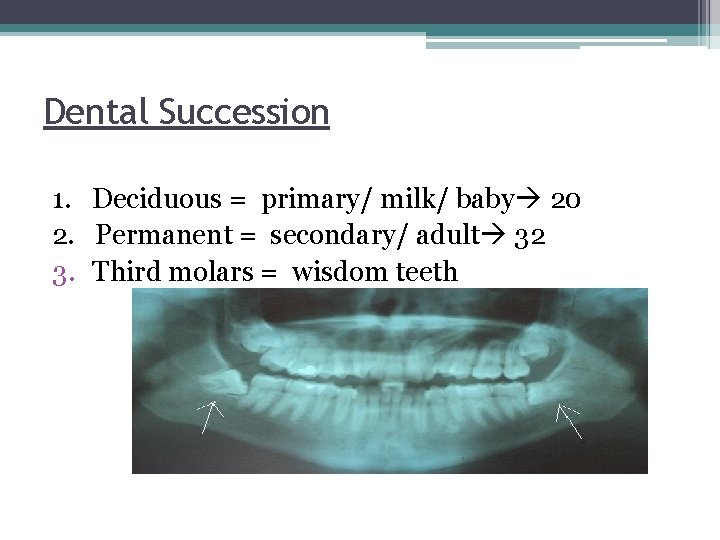 Dental Succession 1. Deciduous = primary/ milk/ baby 20 2. Permanent = secondary/ adult