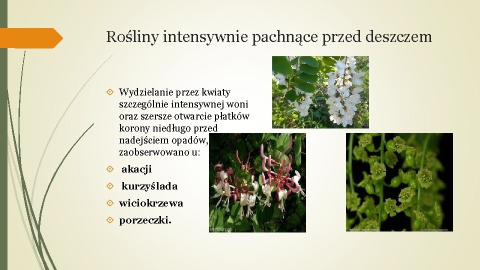 Rośliny intensywnie pachnące przed deszczem Wydzielanie przez kwiaty szczególnie intensywnej woni oraz szersze otwarcie