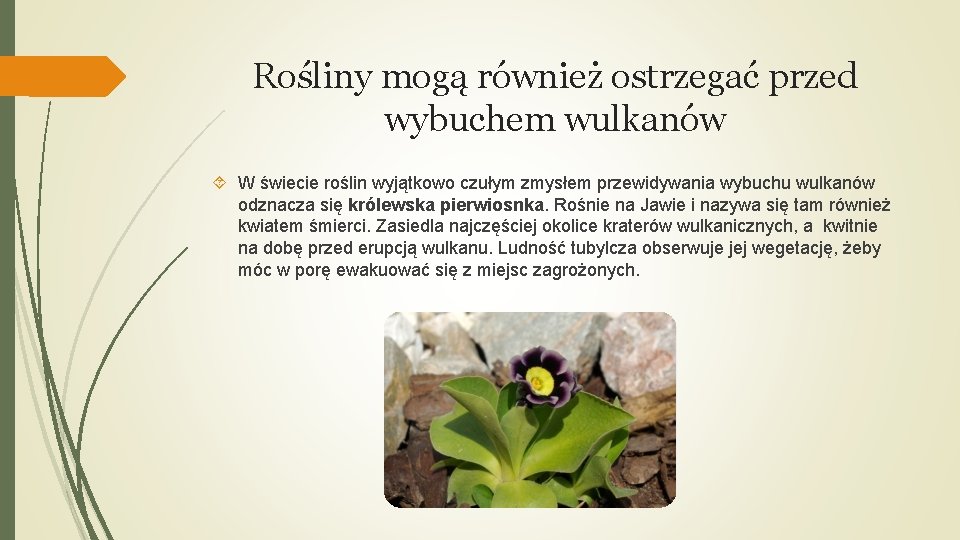 Rośliny mogą również ostrzegać przed wybuchem wulkanów W świecie roślin wyjątkowo czułym zmysłem przewidywania