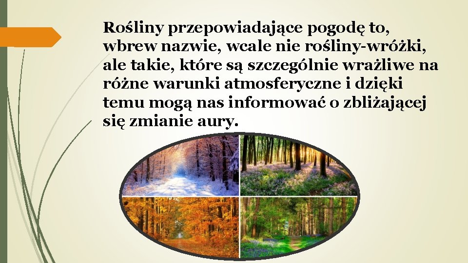 Rośliny przepowiadające pogodę to, wbrew nazwie, wcale nie rośliny-wróżki, ale takie, które są szczególnie