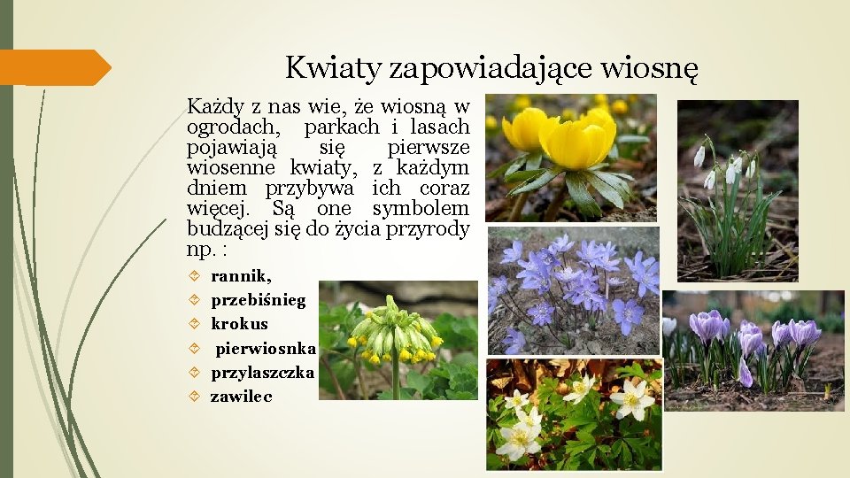 Kwiaty zapowiadające wiosnę Każdy z nas wie, że wiosną w ogrodach, parkach i lasach