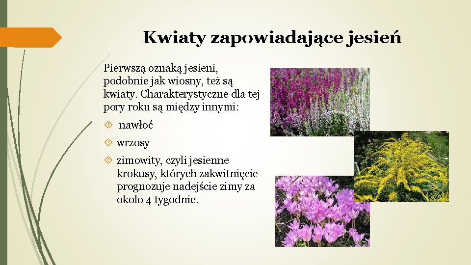 Kwiaty zapowiadające jesień Pierwszą oznaką jesieni, podobnie jak wiosny, też są kwiaty. Charakterystyczne dla