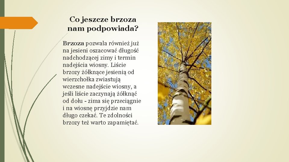 Co jeszcze brzoza nam podpowiada? Brzoza pozwala również już na jesieni oszacować długość nadchodzącej