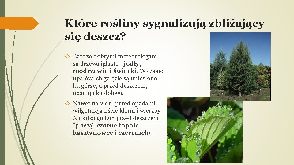 Które rośliny sygnalizują zbliżający się deszcz? Bardzo dobrymi meteorologami są drzewa iglaste - jodły,