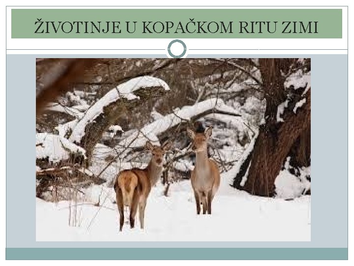 ŽIVOTINJE U KOPAČKOM RITU ZIMI ŽIVOTINJE U KOPAČKOM RITU ZIMI