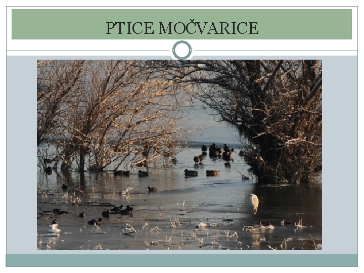 PTICE MOČVARICE PTICE MOČVARICE