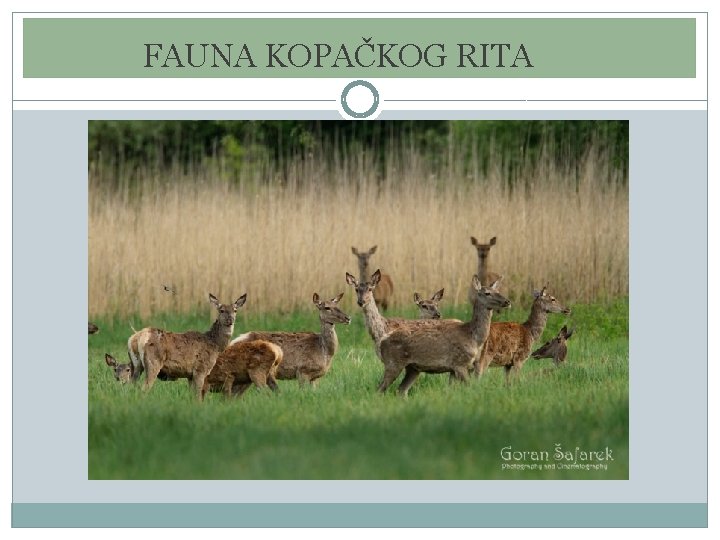 FAUNA KOPAČKOG RITA FAUNA KOPAČKOG RITA