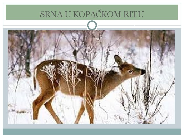SRNA U KOPAČKOM RITU SRNA U KOPAČKOM RITU