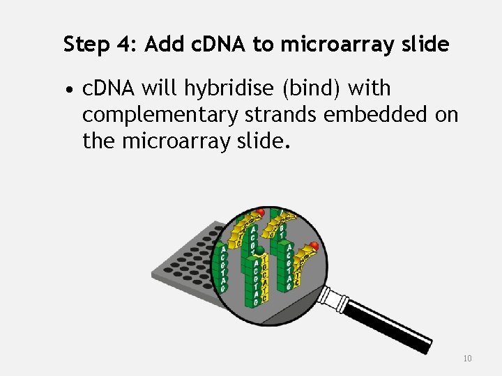 Step 4: Add c. DNA to microarray slide • c. DNA will hybridise (bind)