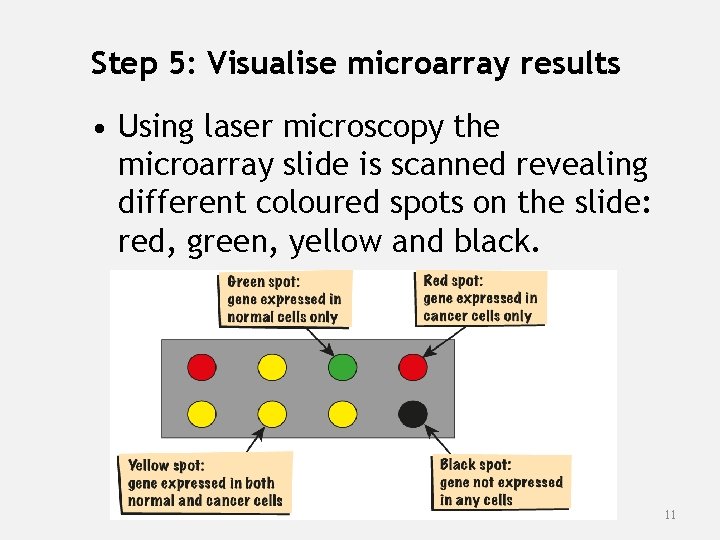 Step 5: Visualise microarray results • Using laser microscopy the microarray slide is scanned