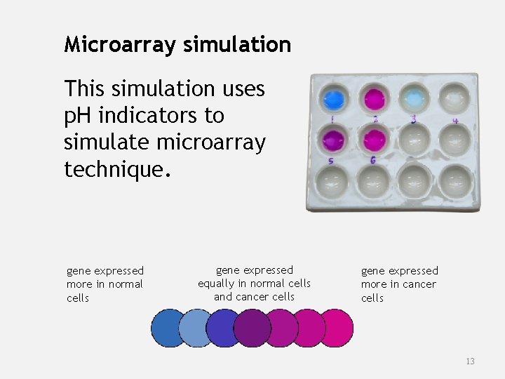 Microarray simulation This simulation uses p. H indicators to simulate microarray technique. gene expressed