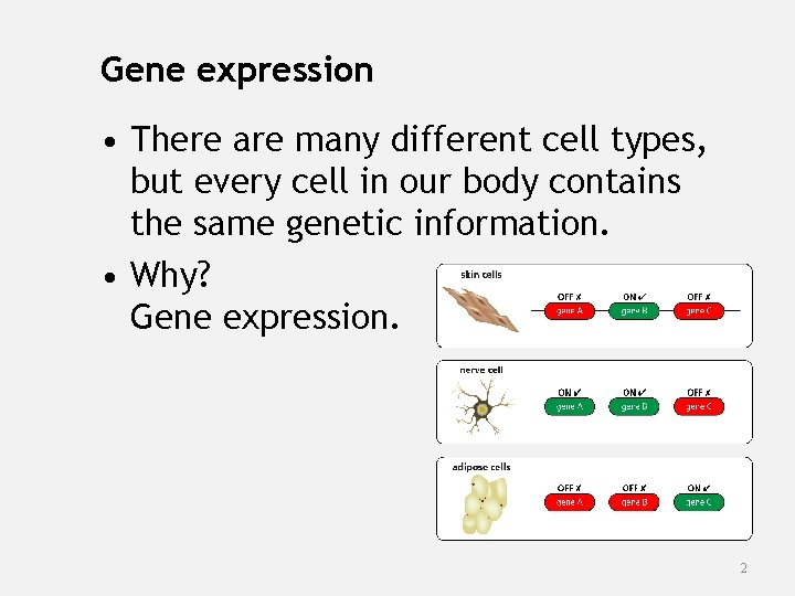 Gene expression • There are many different cell types, but every cell in our