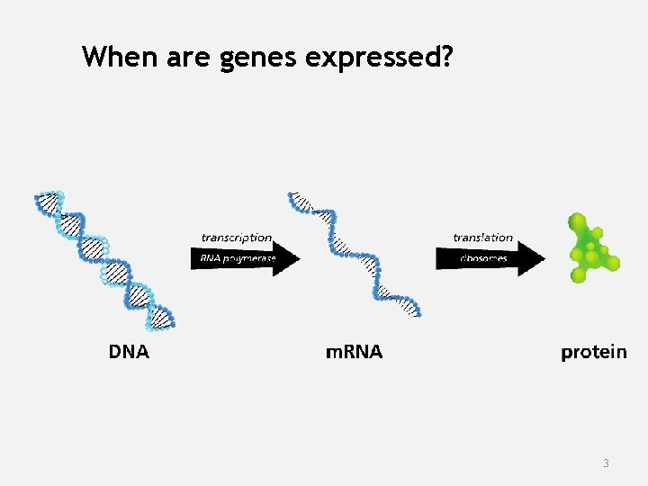 When are genes expressed? 3 