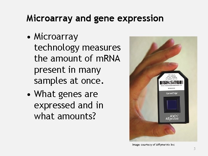 Microarray and gene expression • Microarray technology measures the amount of m. RNA present