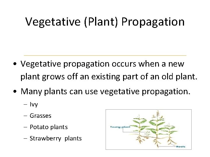 Vegetative (Plant) Propagation • Vegetative propagation occurs when a new plant grows off an