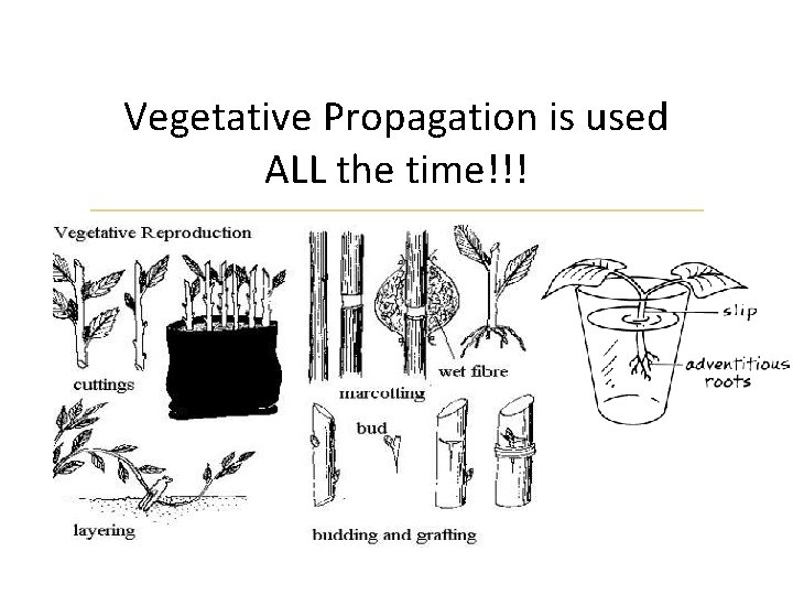 Vegetative Propagation is used ALL the time!!! 