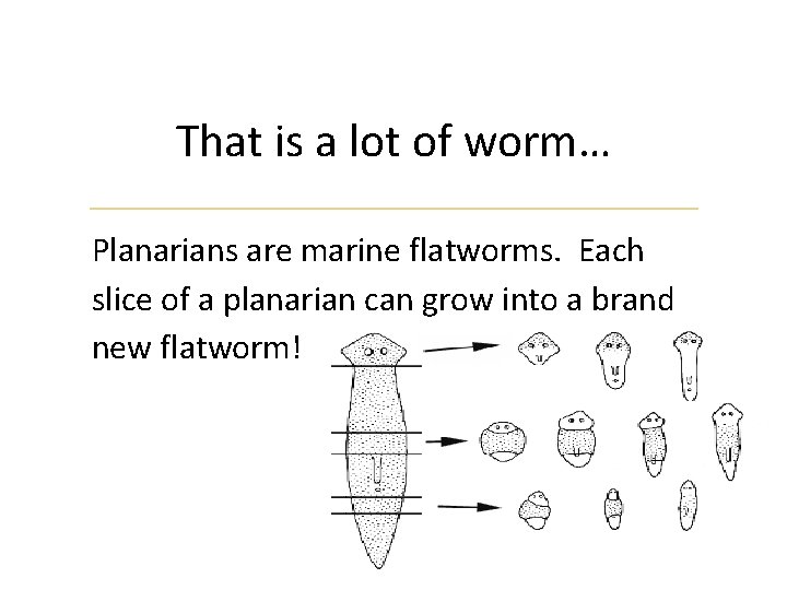 That is a lot of worm… Planarians are marine flatworms. Each slice of a