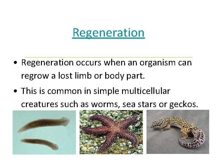 Regeneration • Regeneration occurs when an organism can regrow a lost limb or body