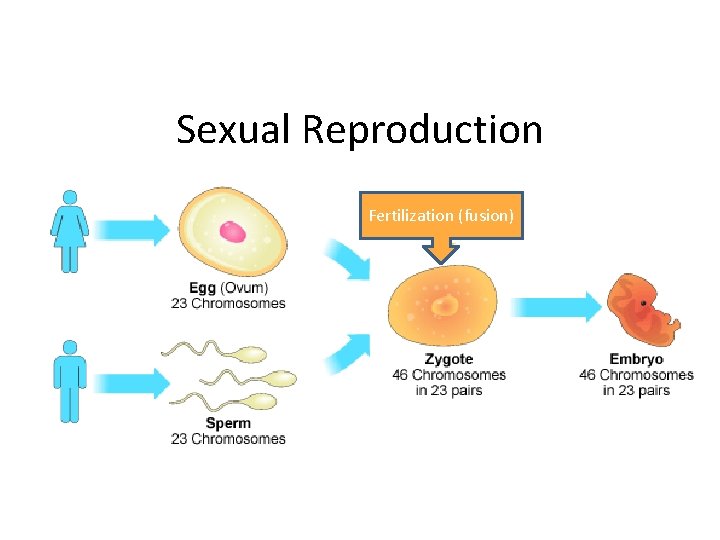 Sexual Reproduction Fertilization (fusion) 