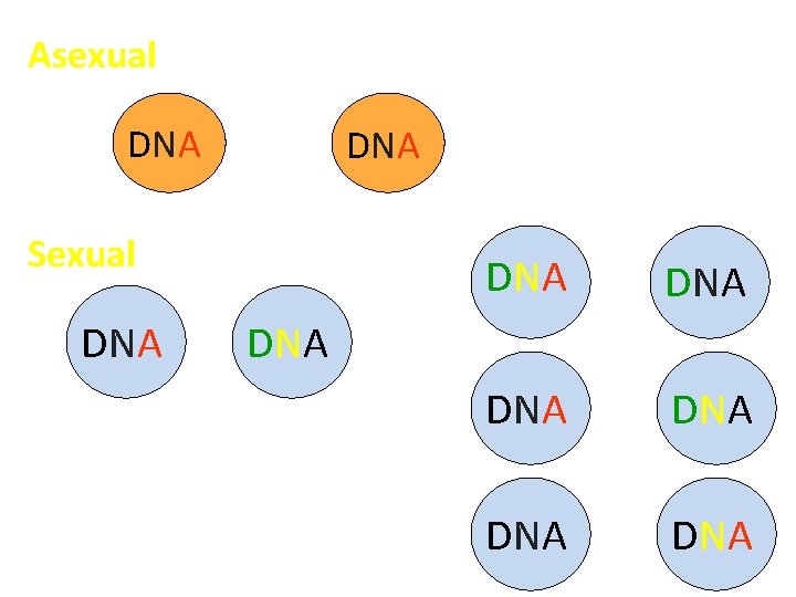 Asexual DNA Sexual All offspring identical – no variation DNA + DNA DNA or