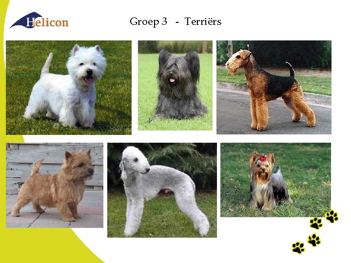 Groep 3 - Terriërs Groep 3 - Terriërs