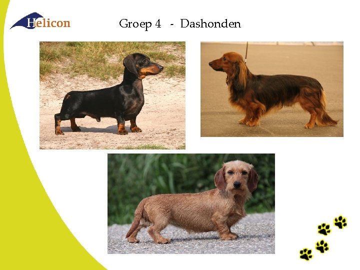 Groep 4 - Dashonden Groep 4 - Dashonden
