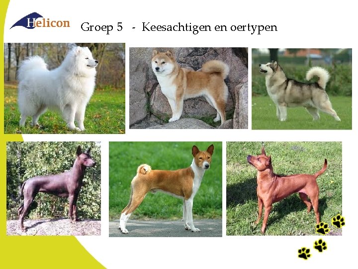 Groep 5 - Keesachtigen en oertypen Groep 5 - Keesachtigen en oertypen