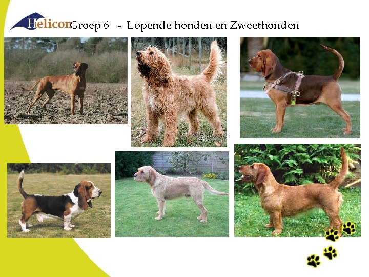 Groep 6 - Lopende honden en Zweethonden Groep 6 - Lopende honden en Zweethonden