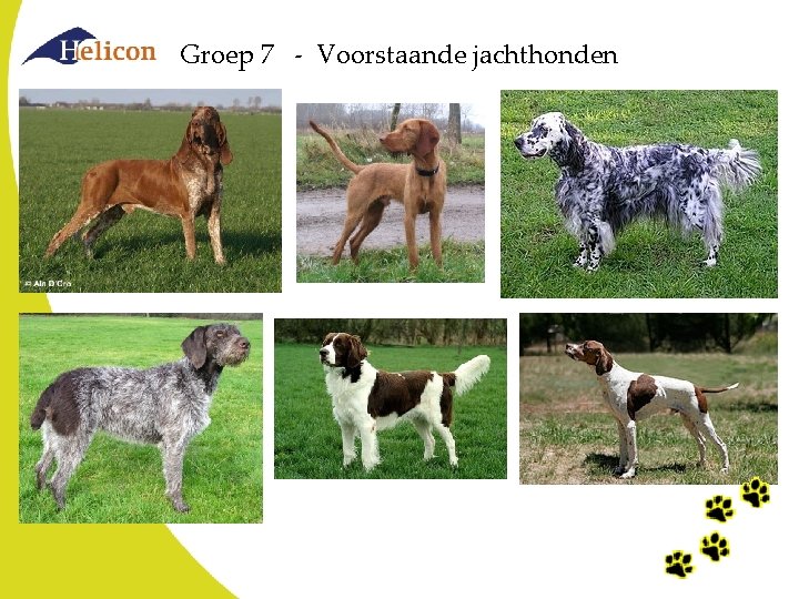 Groep 7 - Voorstaande jachthonden Groep 7 - Voorstaande jachthonden