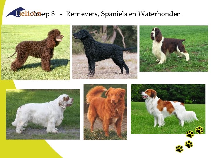 Groep 8 - Retrievers, Spaniëls en Waterhonden Groep 8 - Retrievers, Spaniëls en Waterhonden