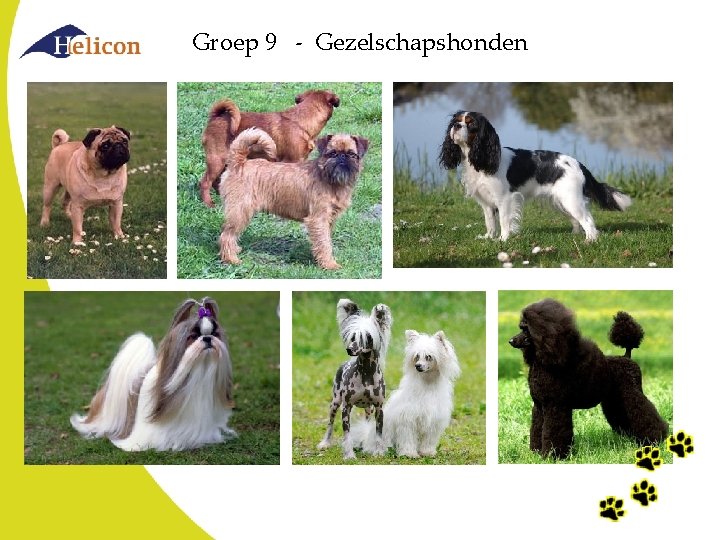 Groep 9 - Gezelschapshonden Groep 9 - Gezelschapshonden
