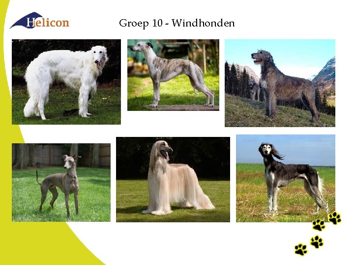 Groep 10 - Windhonden Groep 10 - Windhonden