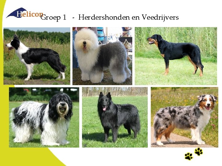 Groep 1 - Herdershonden en Veedrijvers Groep 1 - Herdershonden en Veedrijvers