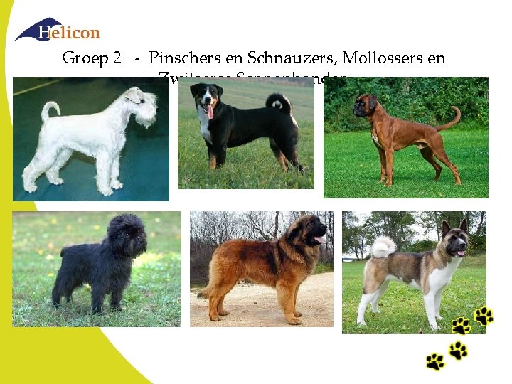 Groep 2 - Pinschers en Schnauzers, Mollossers en Zwitserse Sennenhonden Groep 2 - Pinschers en Schnauzers, Mollossers en Zwitserse Sennenhonden