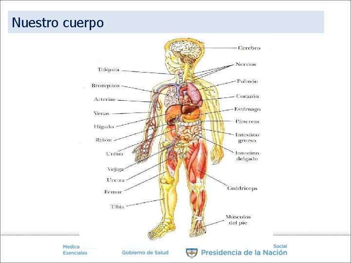Nuestro cuerpo 