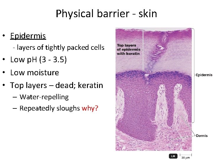 Physical barrier ‐ skin • Epidermis ‐ layers of tightly packed cells • Low