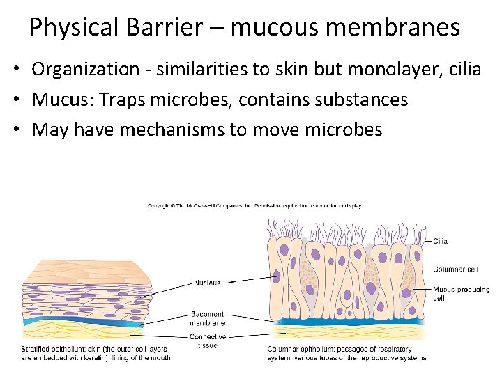 Physical Barrier – mucous membranes • Organization ‐ similarities to skin but monolayer, cilia