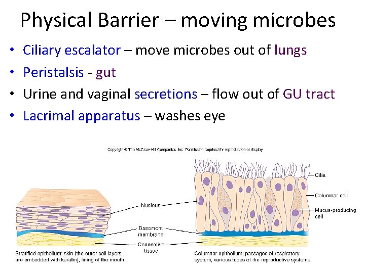 Physical Barrier – moving microbes • • Ciliary escalator – move microbes out of