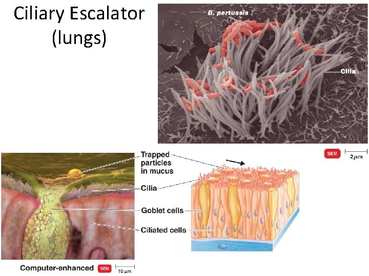 Ciliary Escalator (lungs) 