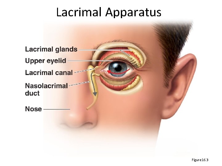 Lacrimal Apparatus Figure 16. 3 