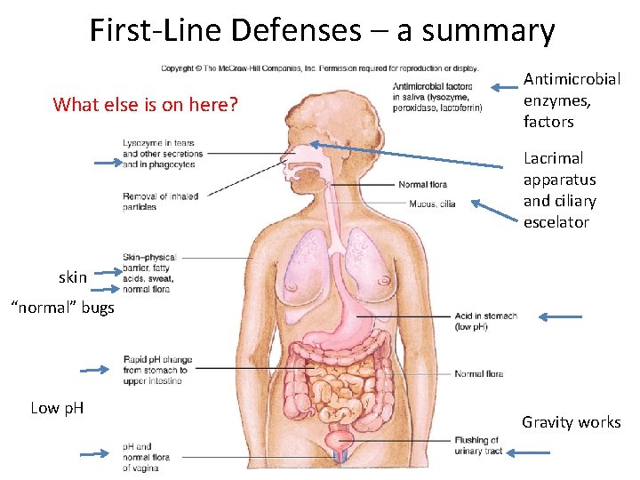 First‐Line Defenses – a summary What else is on here? Antimicrobial enzymes, factors Lacrimal