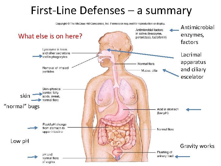 First‐Line Defenses – a summary What else is on here? Antimicrobial enzymes, factors Lacrimal