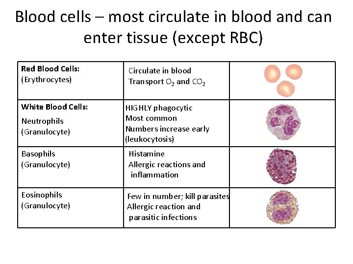 Blood cells – most circulate in blood and can enter tissue (except RBC) Red