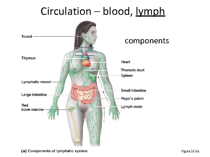 Circulation – blood, lymph components Figure 16. 5 a 
