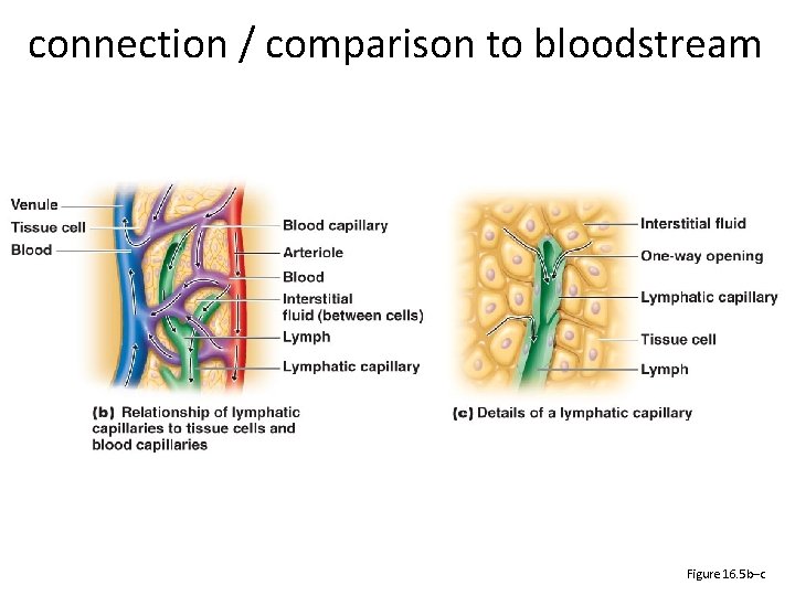 connection / comparison to bloodstream Figure 16. 5 b–c 