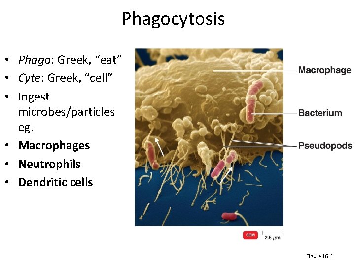 Phagocytosis • Phago: Greek, “eat” • Cyte: Greek, “cell” • Ingest microbes/particles eg. •