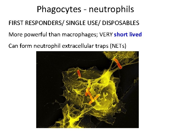 Phagocytes ‐ neutrophils FIRST RESPONDERS/ SINGLE USE/ DISPOSABLES More powerful than macrophages; VERY short