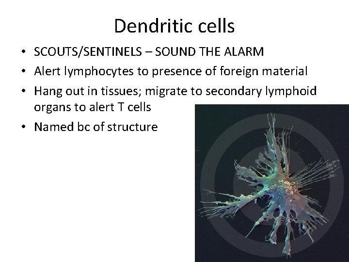 Dendritic cells • SCOUTS/SENTINELS – SOUND THE ALARM • Alert lymphocytes to presence of