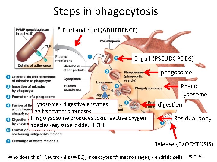 Steps in phagocytosis Find and bind (ADHERENCE) Engulf (PSEUDOPODS)! phagosome Phago lysosome Lysosome ‐